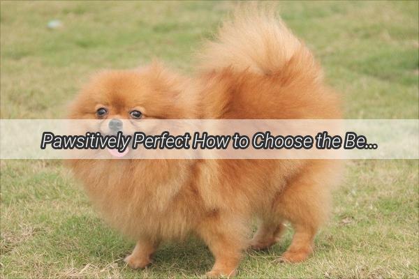 Pawsitively Perfect How to Choose the Best Dog Shoes for Your Furry Friend